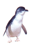 Fairy%20Penguin%20t.0.gif