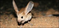 _44284741_jerboa_416203.jpg