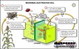 biohydrogen_f.jpg