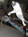 skateboarding_cat.jpg