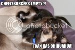 chihuahua.jpg