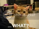 WHAT.jpg