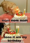 birthdaycat.jpg