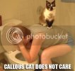 callouscat.jpg