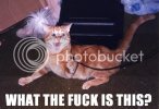 WTF20IS20THIS.jpg