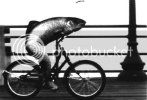 bicycle.jpg