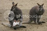 albino-wallaby-BIG.jpg