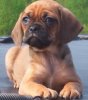 puggle4.jpg