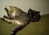 kittens6.jpg