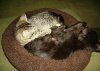 kittens7.jpg