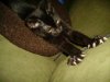 kittens8.jpg