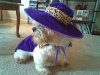 pimp dog.jpg