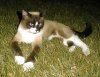 Smokie1.JPG