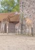 Chester Zoo 144.jpg
