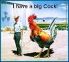 cock.jpg