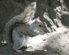 squirrel1.jpg