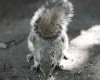 squirrel2.jpg