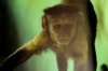 monkey2.jpg