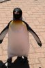 penguin1.jpg