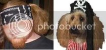 Boomerdog.jpg