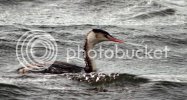 grebe0229copy.jpg