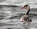 grebe0230copy.jpg