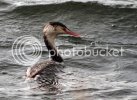 grebe0231copy.jpg