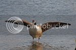 goose0251copy.jpg