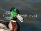 mallard0294copy.jpg