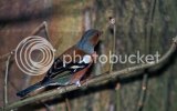chaffinch0215copy-1.jpg