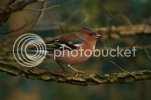 chaffinch0091.jpg