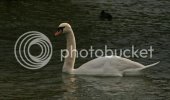 swan0342copy.jpg