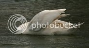 swan0340copy.jpg