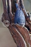 nuthatch0352copy.jpg