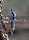 nuthatch0350copy.jpg