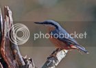 nuthatch0349copy.jpg