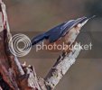nuthatch0348copy.jpg