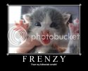 frenzy.jpg