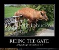 demotivational-posters-riding-the-gate.jpg