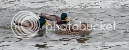 mallards0366copy.jpg