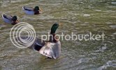 mallard0376copy.jpg
