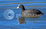 coot0373copy.jpg