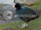 coot0370copy.jpg