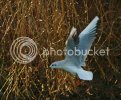 gull0410copy.jpg