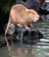 coypu.jpg