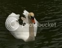 swan0487copy.jpg