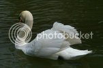 swan0486copy.jpg