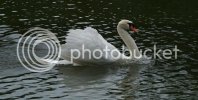 swan0484copy.jpg