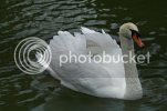 swan0485copy.jpg