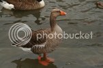 goose0482copy.jpg